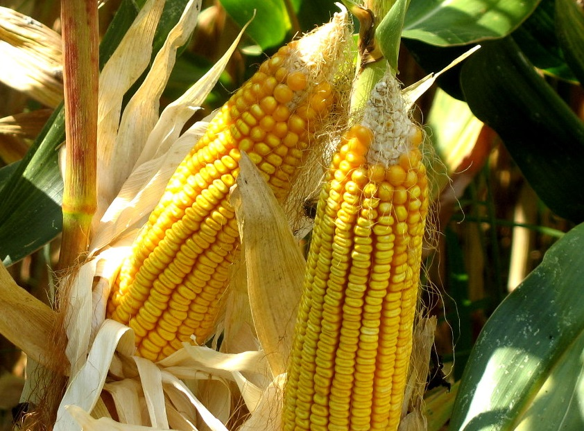 Área de milho aumenta em Portugal